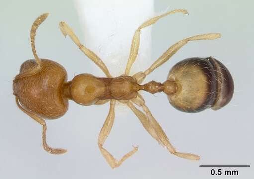 Image of Destructive trailing ant