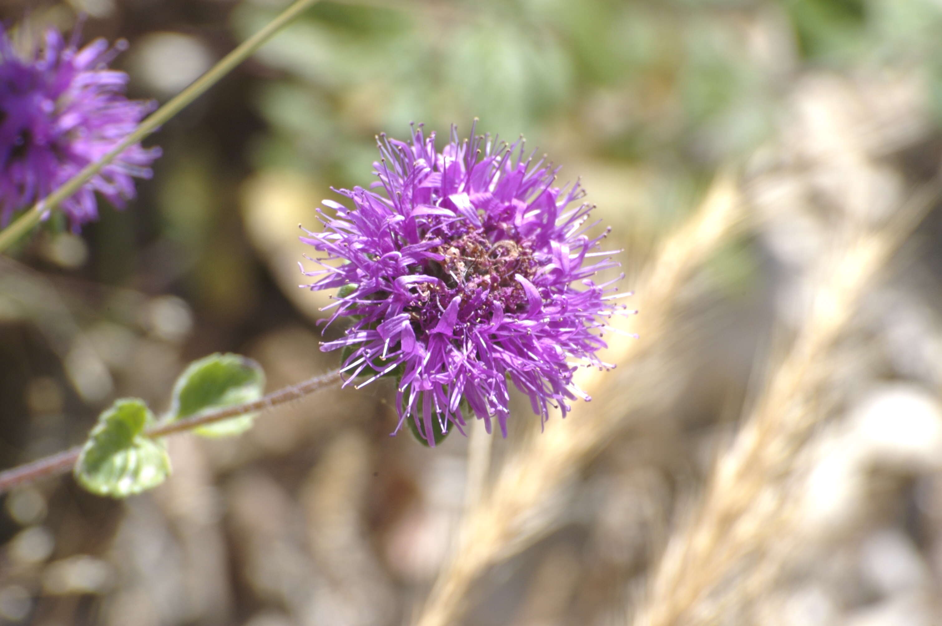 Monardella undulata Benth.的圖片