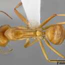 Image of Camponotus fragilis