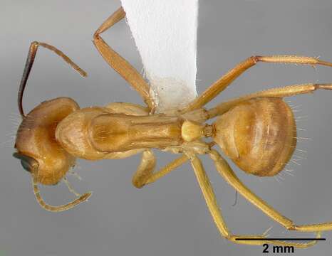 Image of Camponotus fragilis