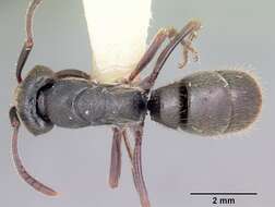 Image of Rapacious Panther Ant