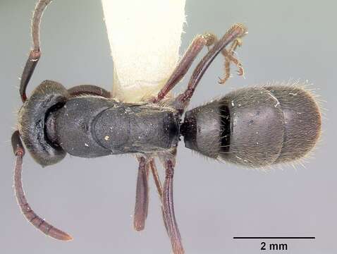 Image of Rapacious Panther Ant