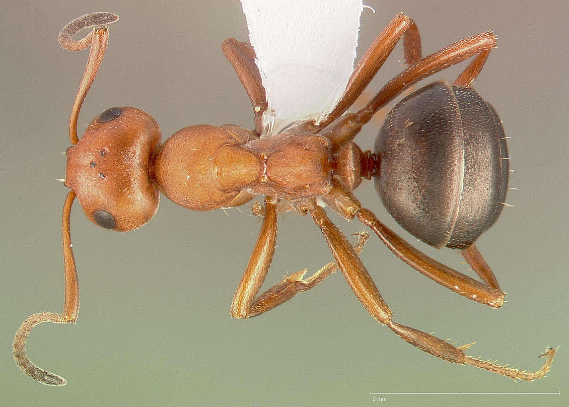 Imagem de Formica dakotensis Emery 1893