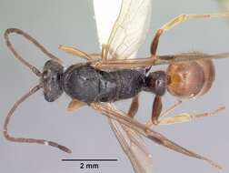 Image of Rapacious Panther Ant