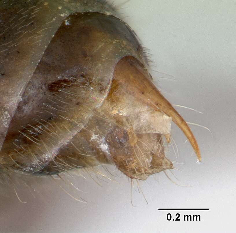 Image of Odontomachus simillimus Smith 1858