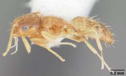 Image of Ant