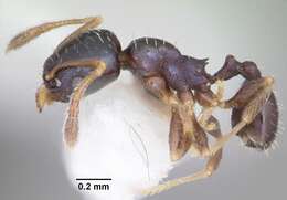 Image of Pheidole metallescens Emery 1895