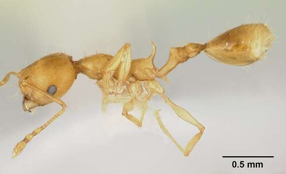 Image of Recurvidris browni Bolton 1992