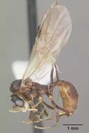 Image of Aphaenogaster lamellidens Mayr 1886