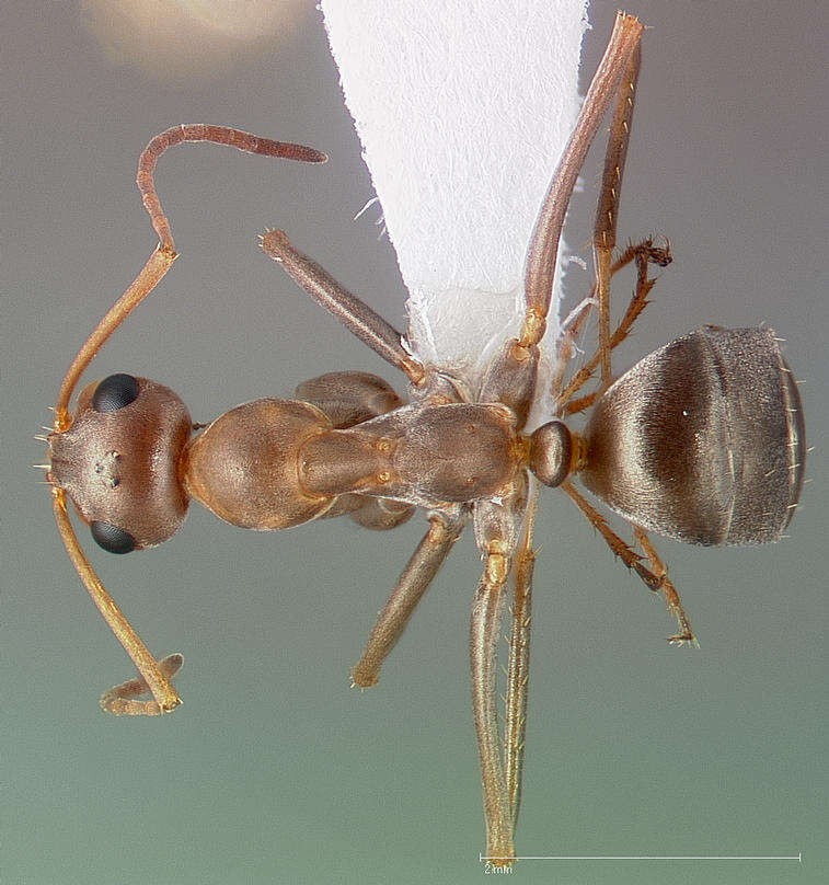 Imagem de Formica xerophila Smith 1939