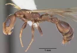 Image of Ant