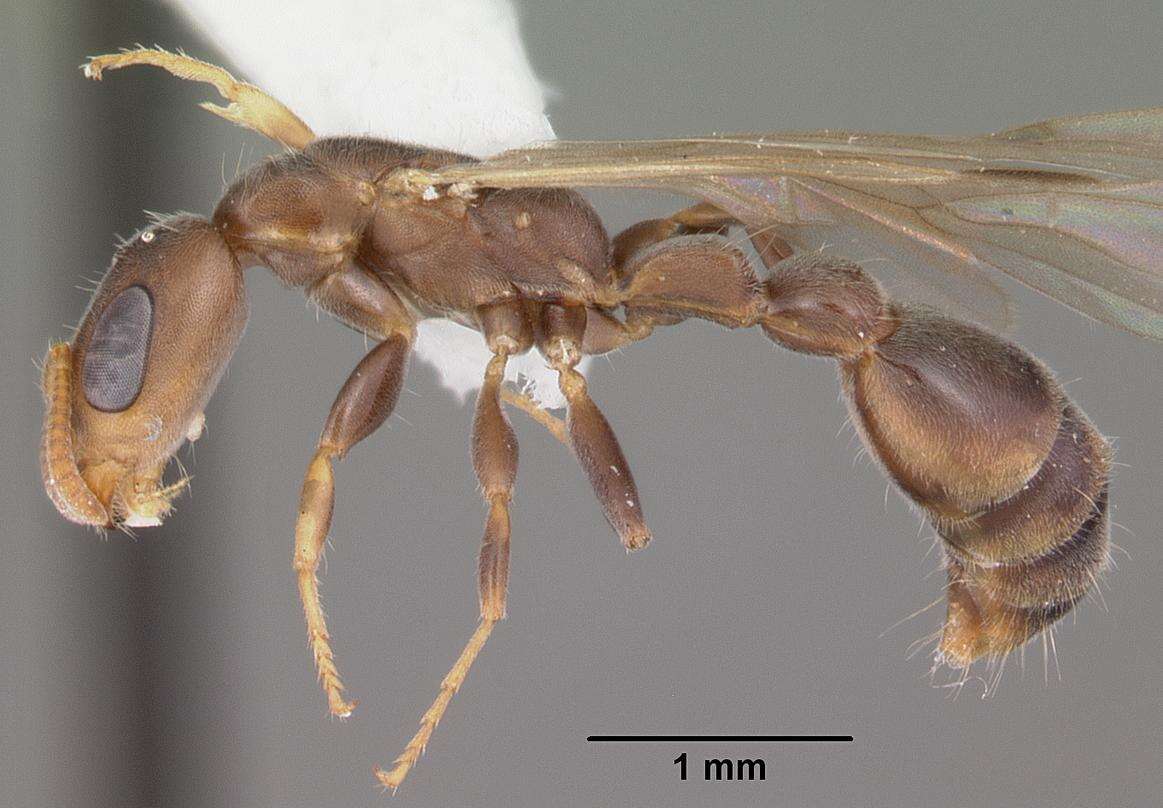 Image of Ant