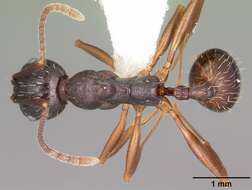 Image of Aphaenogaster picea (Wheeler 1908)