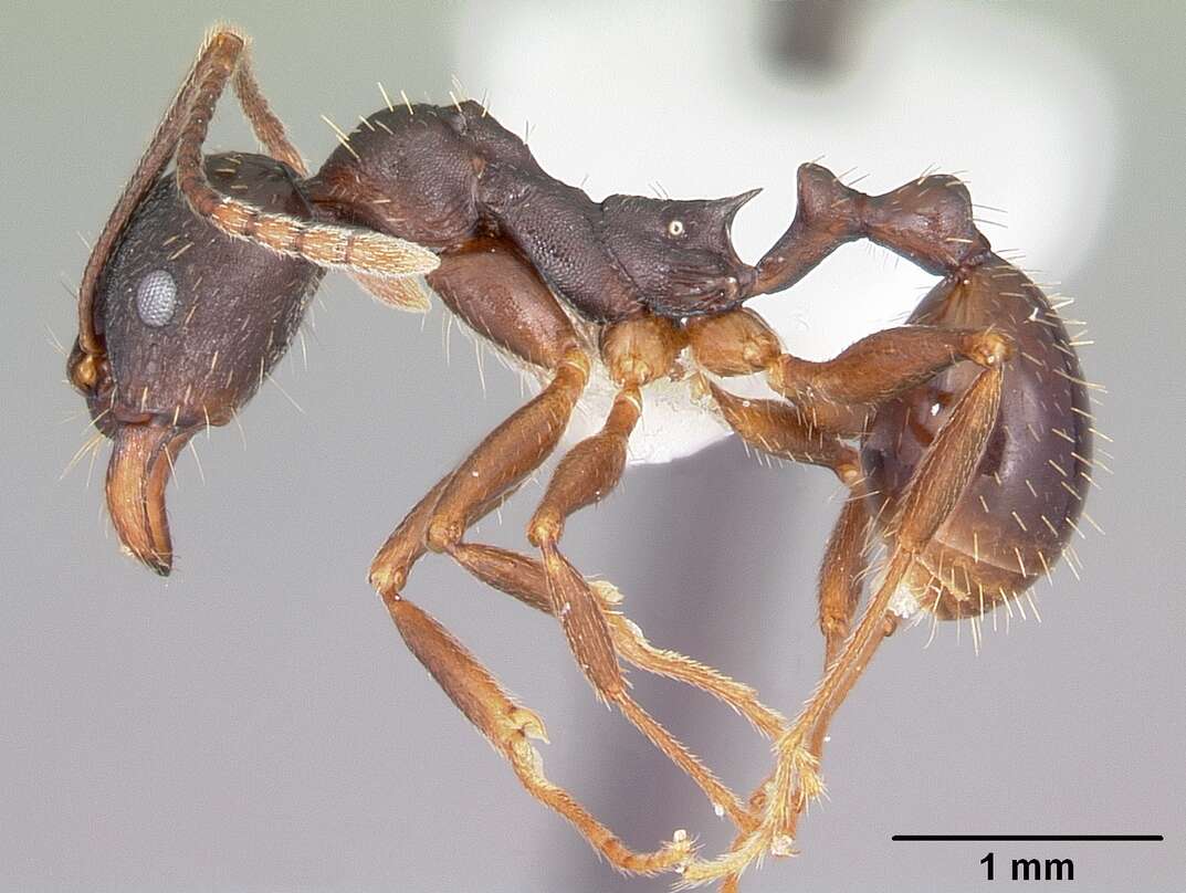 Image of Aphaenogaster picea (Wheeler 1908)