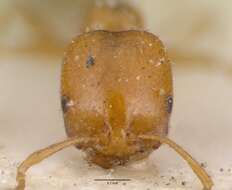 Image of Destructive trailing ant