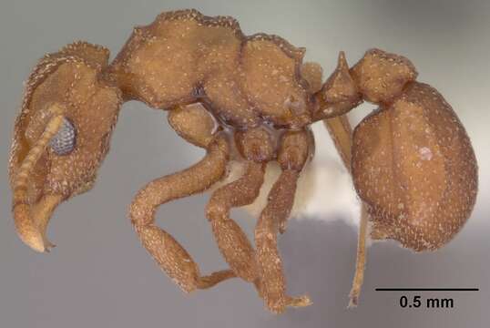 Image of Cyphomyrmex wheeleri Forel 1900