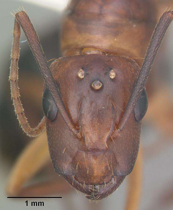 Image of Ant