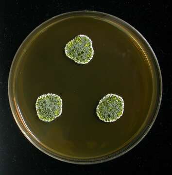 Image of Penicillium glandicola (Oudem.) Seifert & Samson 1986