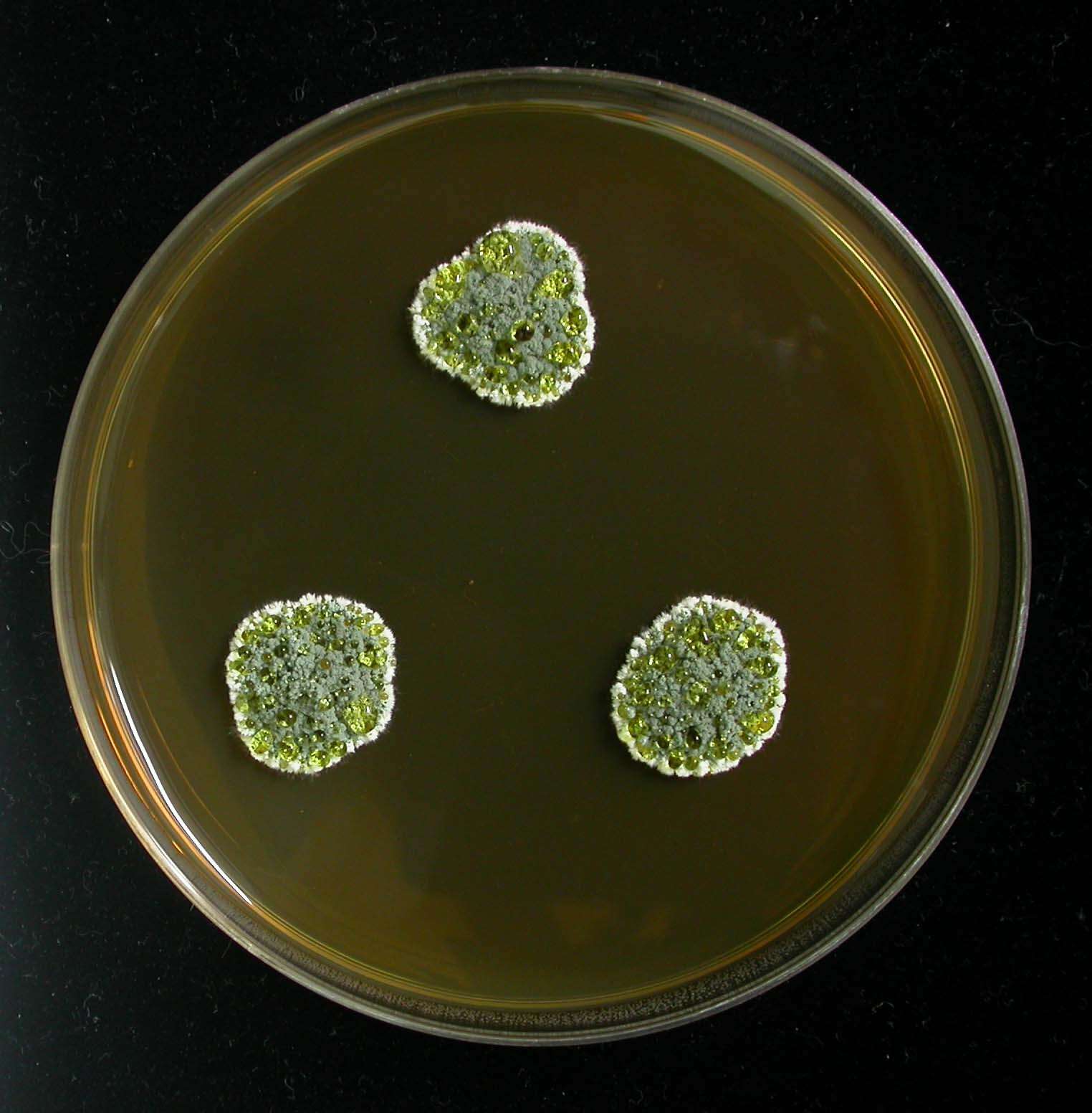 صورة Penicillium glandicola (Oudem.) Seifert & Samson 1986