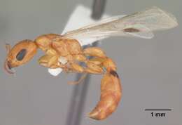 Image of Pseudomyrmex seminole Ward 1985