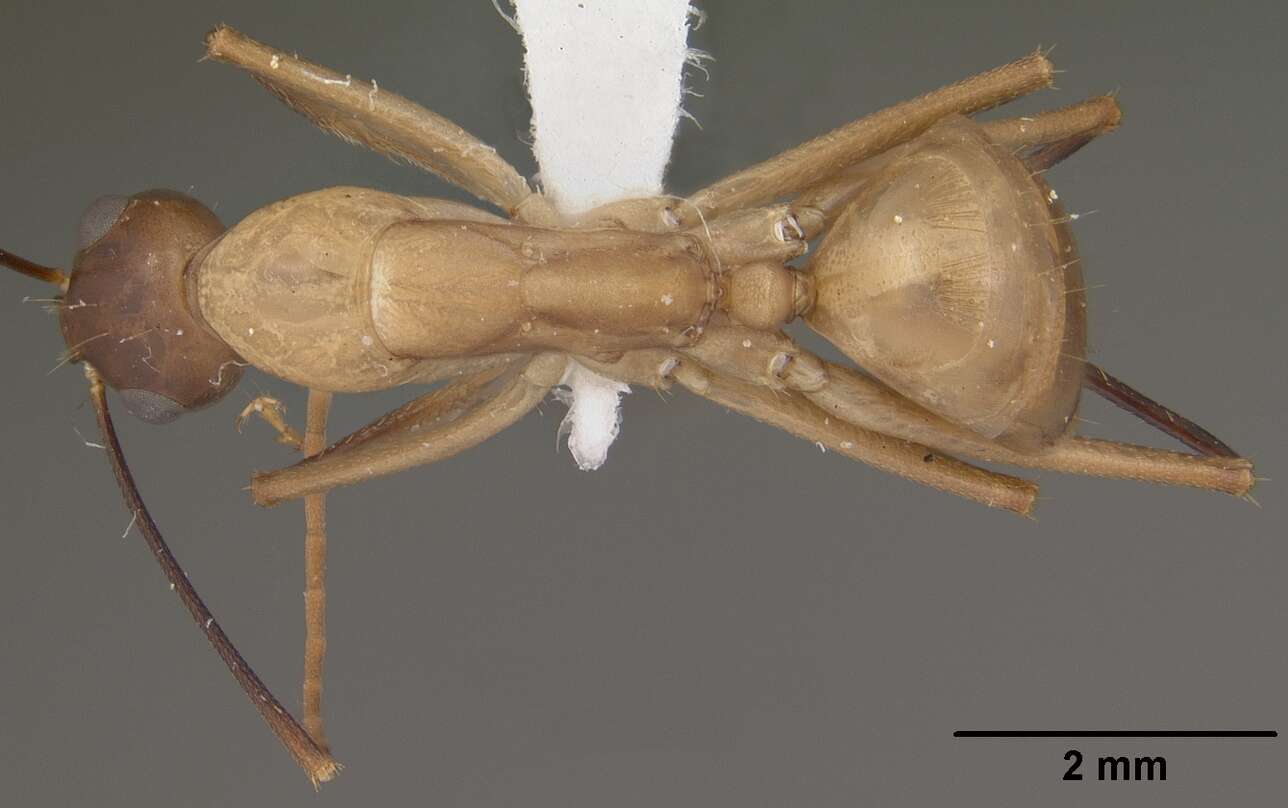 Image of Camponotus ocreatus Emery 1893