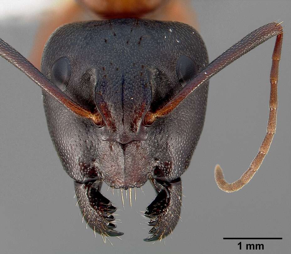 Image of Camponotus semitestaceus Snelling 1970