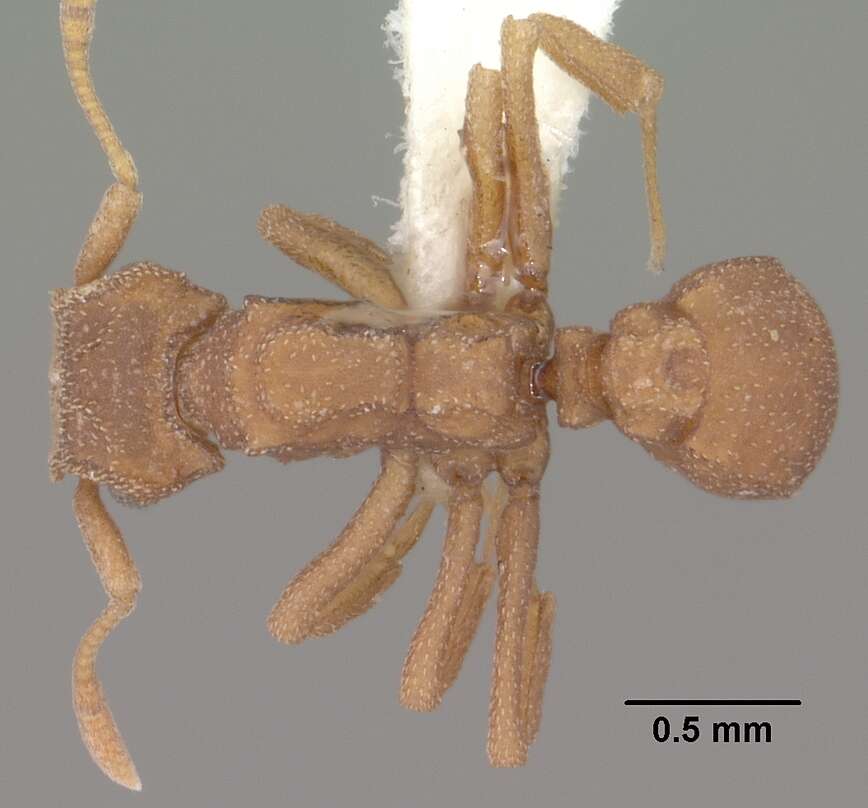 Image de Cyphomyrmex wheeleri Forel 1900