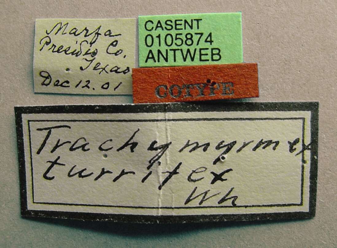 Image of Trachymyrmex turrifex (Wheeler 1903)
