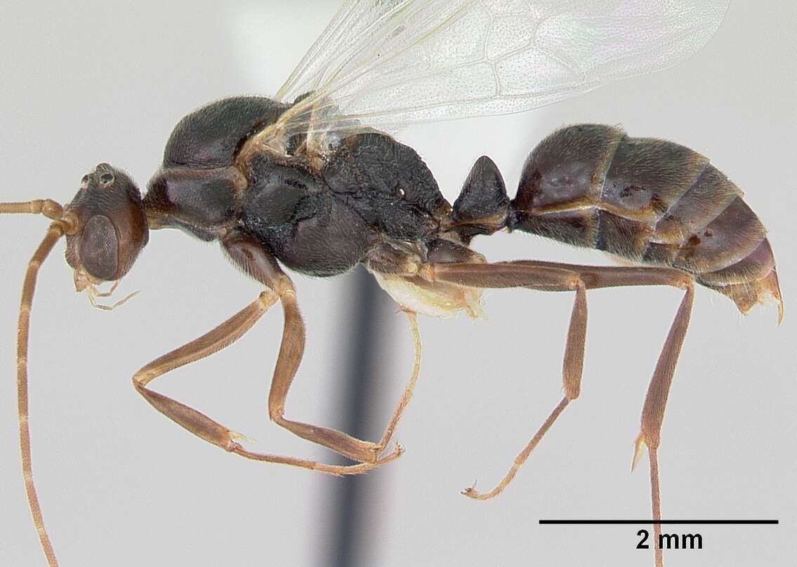 Image of Odontomachus simillimus Smith 1858