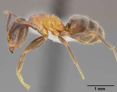 Image of Velvety Tree Ant