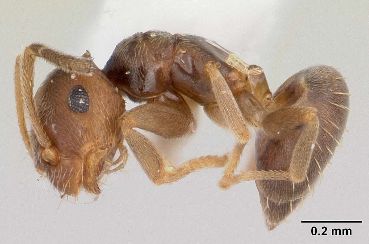 Image of Ant