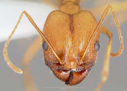 Pheidole vistana Forel 1914的圖片