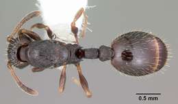 Image of Leptothorax crassipilis Wheeler 1917