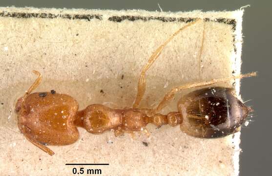 Image of Destructive trailing ant