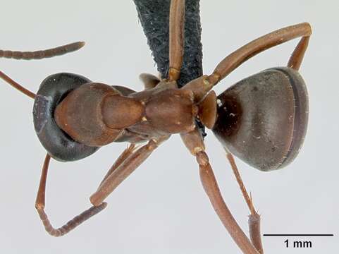 Image de Formica neorufibarbis Emery 1893