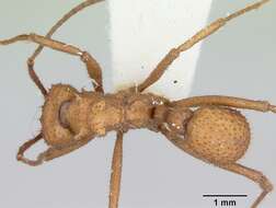 Image of Trachymyrmex nogalensis Byars 1951