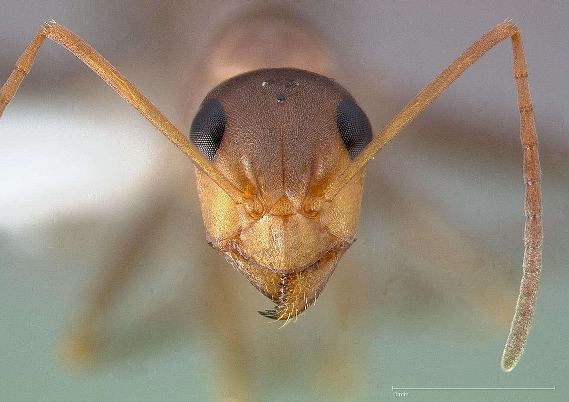 Imagem de Formica xerophila Smith 1939