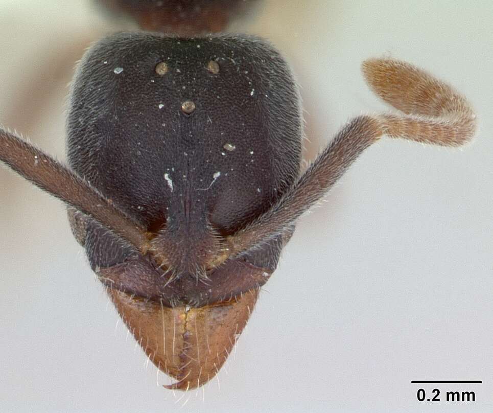 Image of Ant