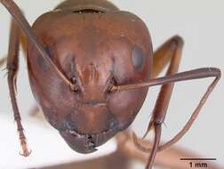 Image of Camponotus castaneus (Latreille 1802)