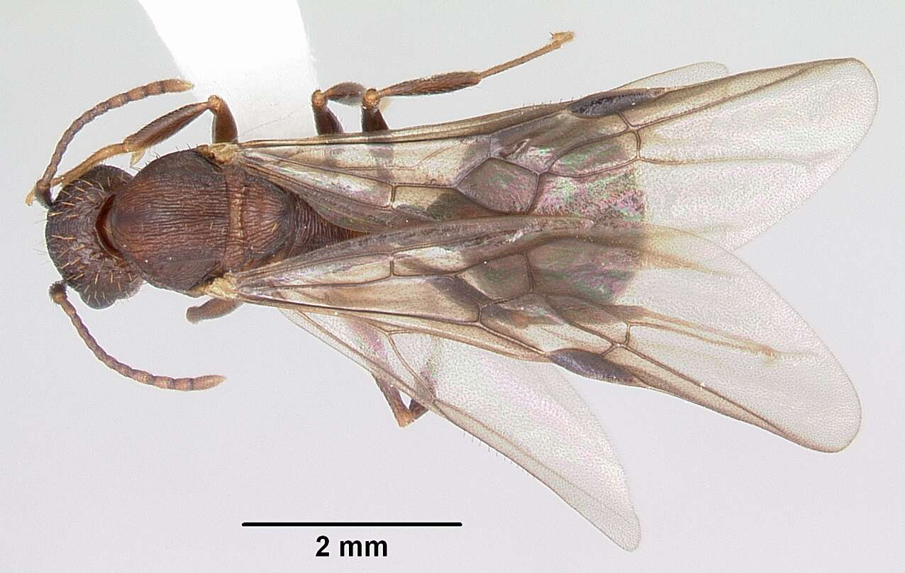 Image of Aphaenogaster fulva Roger 1863