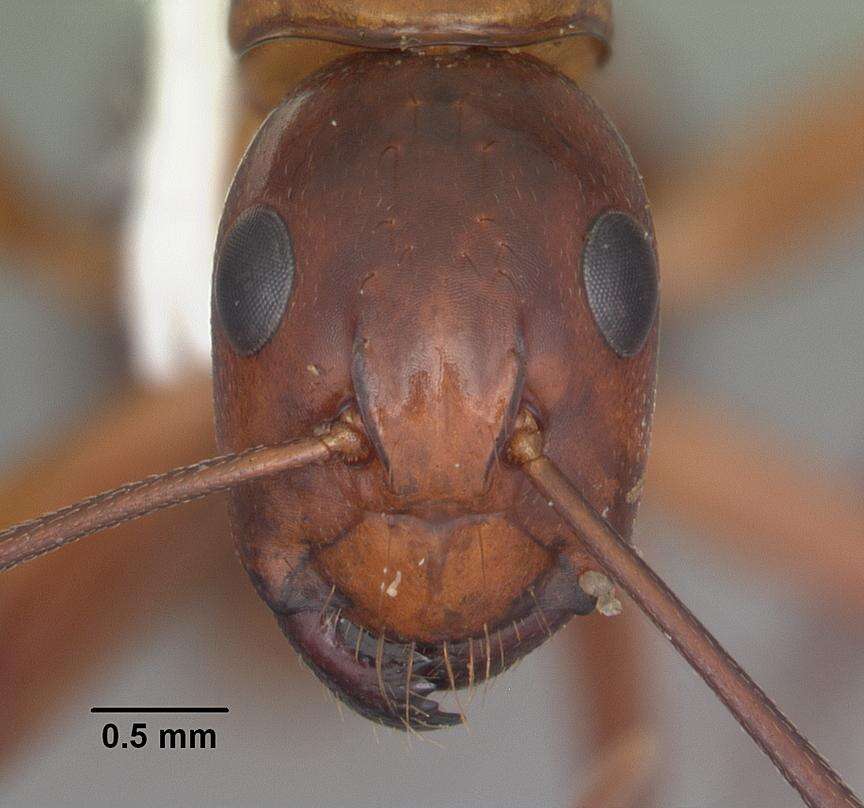 Image of Camponotus castaneus (Latreille 1802)