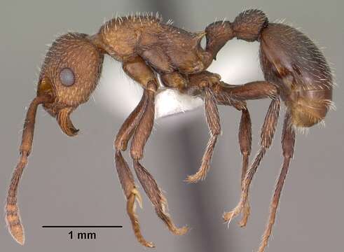 Image of Myrmica rugiventris (Smith 1943)