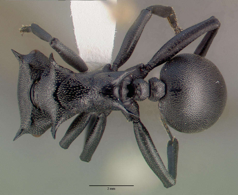 Cephalotes atratus (Linnaeus 1758) resmi