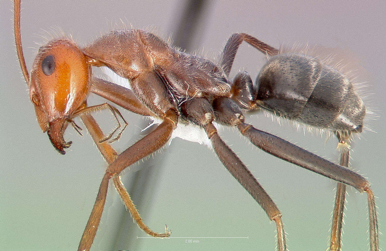 Image of Myrmecocystus mendax Wheeler 1908