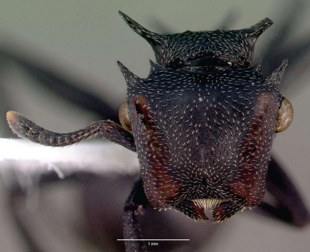 Cephalotes atratus (Linnaeus 1758) resmi