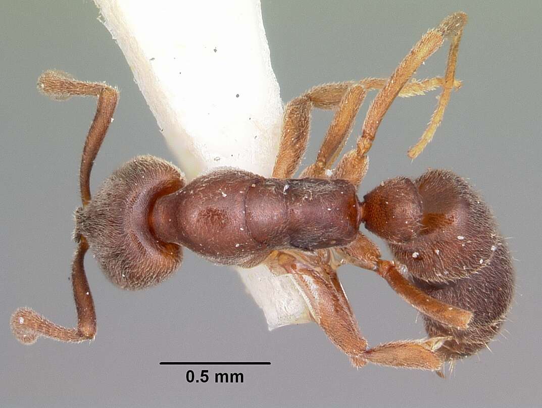 Image of Ant