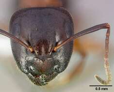 صورة Camponotus clarithorax Creighton 1950