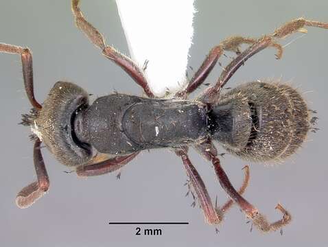 Image of Rapacious Panther Ant