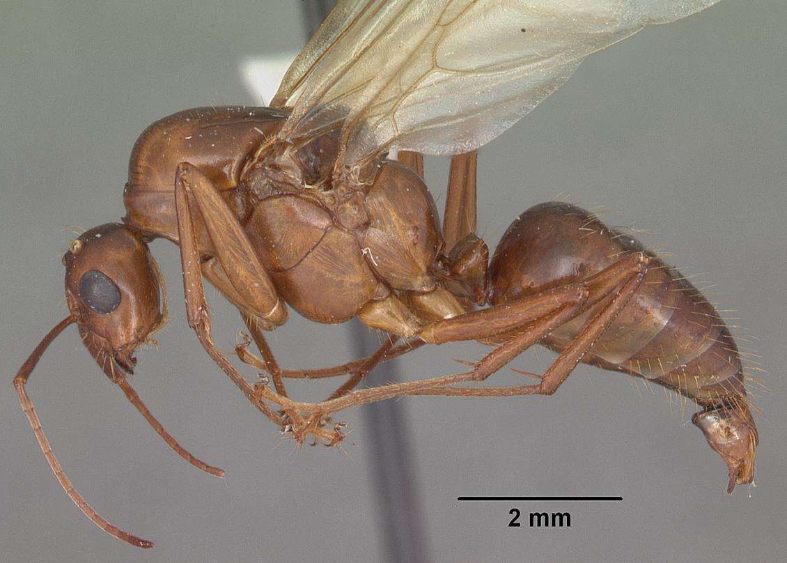 Image of Camponotus castaneus (Latreille 1802)