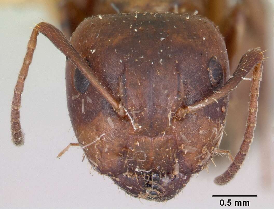 Image of Camponotus subbarbatus Emery 1893
